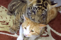 猫に飛びかかる子トラ