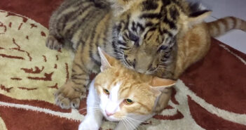 猫に飛びかかる子トラ