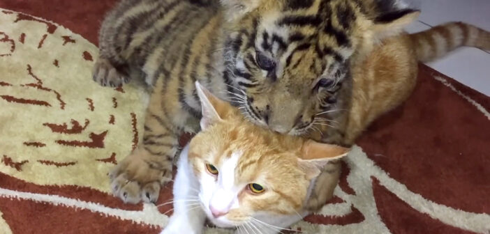 猫に飛びかかる子トラ