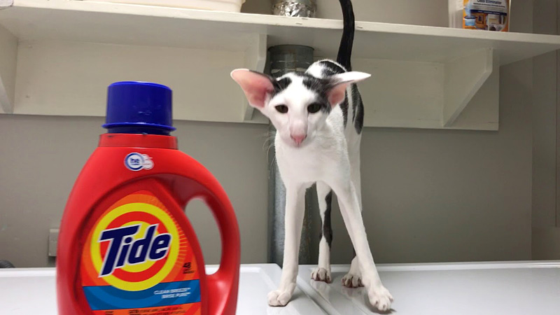 おねだりする猫