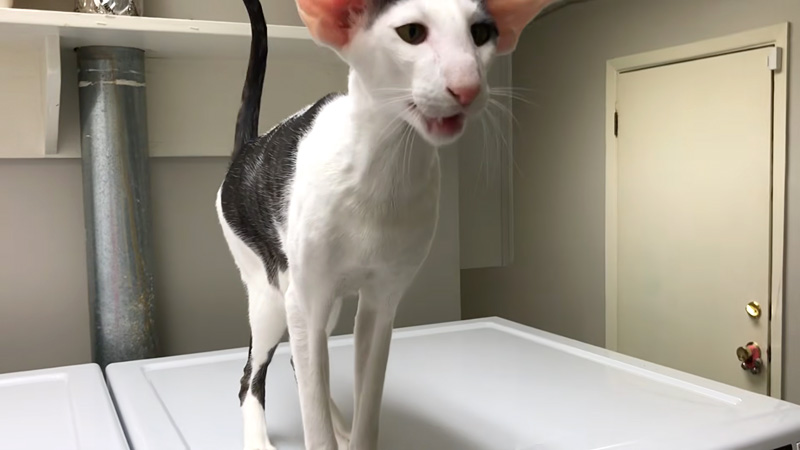 ハンッと鳴いておねだりする猫