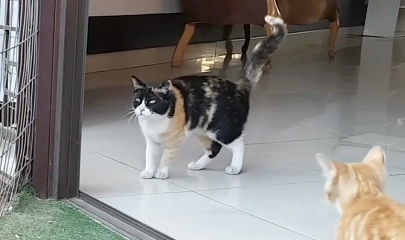 保護された母猫と子猫