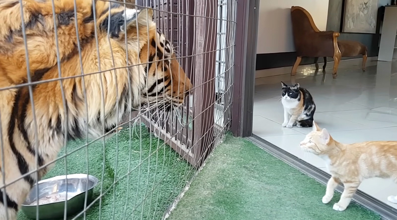 トラから子猫達を守る母猫