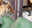 トラから子猫達を守る母猫