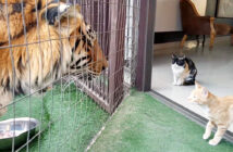 トラから子猫達を守る母猫
