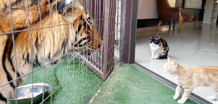 トラから子猫達を守る母猫