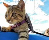 保護された翌日に、里親さんと共に旅に出た2匹の子猫達。すっかり旅が気に入ってしまい ”冒険猫” へと生まれ変わる!