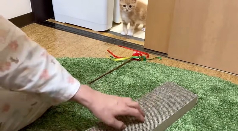 爪とぎを教えてもらった子猫