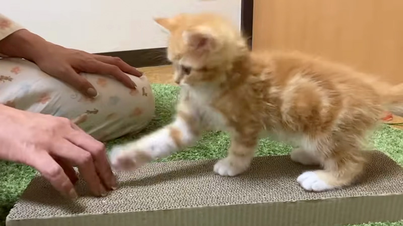 飼い主さんの手と遊んじゃう子猫