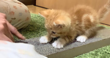 爪とぎを教えてもらった子猫