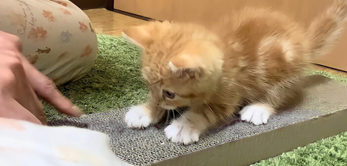 爪とぎを教えてもらった子猫