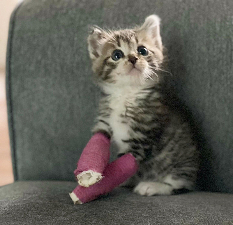 足を怪我した子猫
