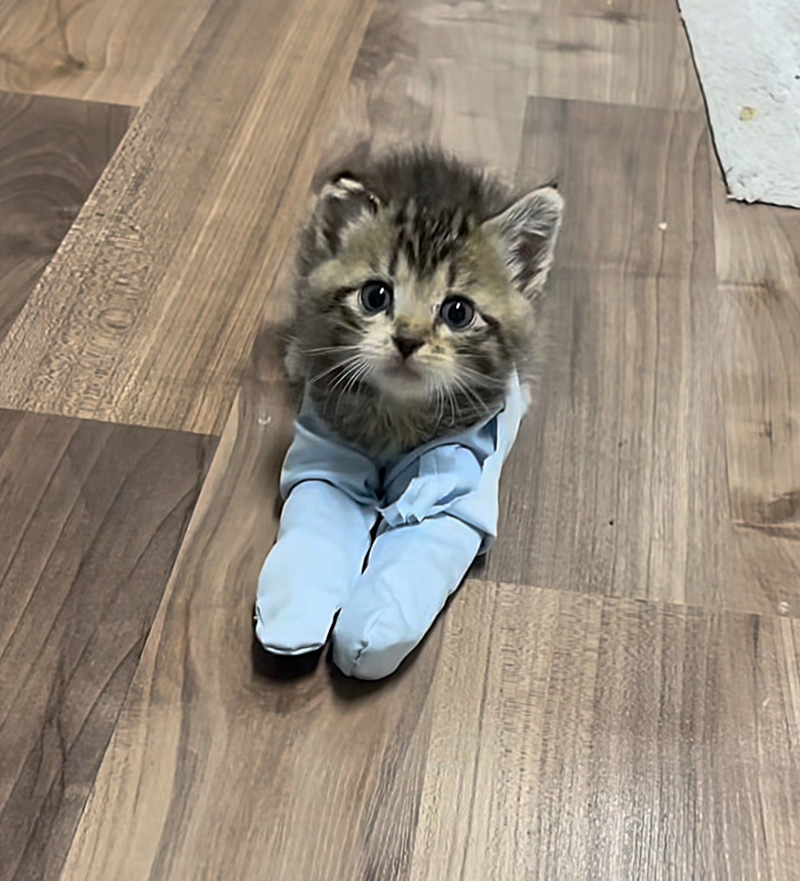 足を治療中の子猫