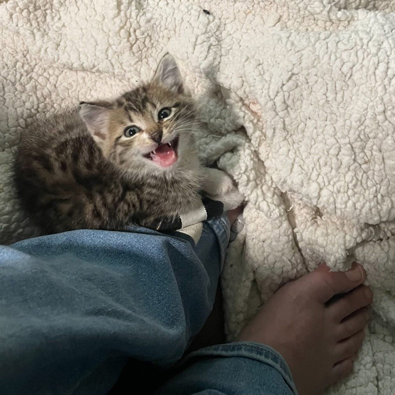 元気になった子猫