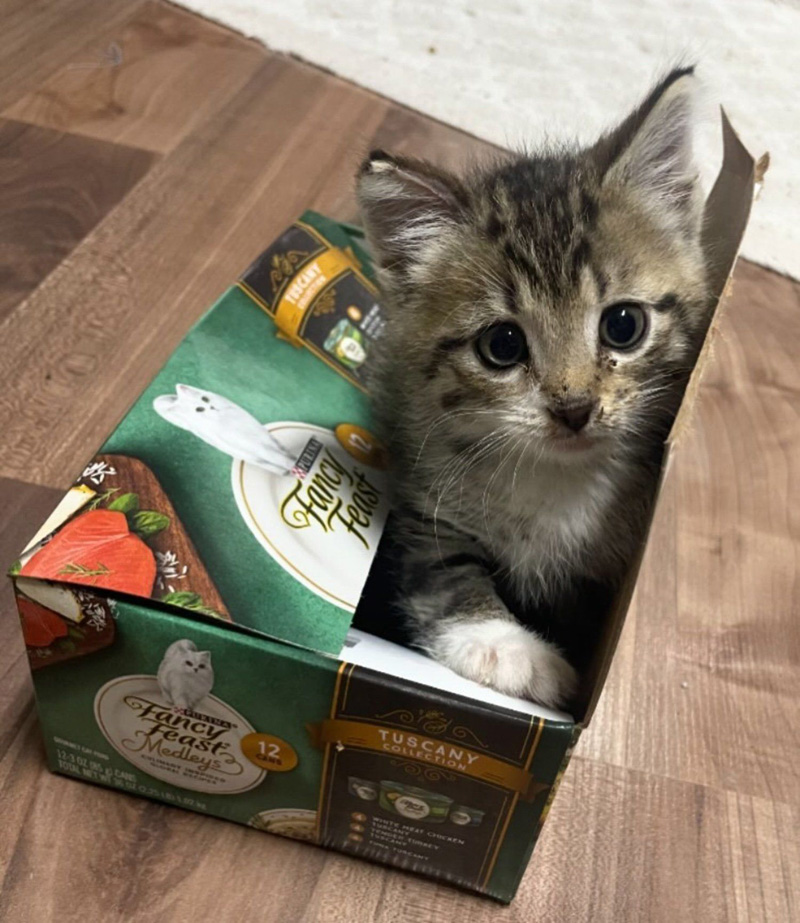 箱で遊ぶ子猫