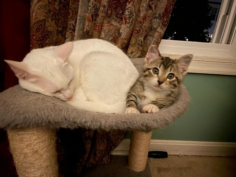寄り添う子猫