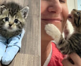 再び歩けるようになるために、人間の助けを借りながら努力を続けた子猫。今では最も活発な猫として走り回っています！