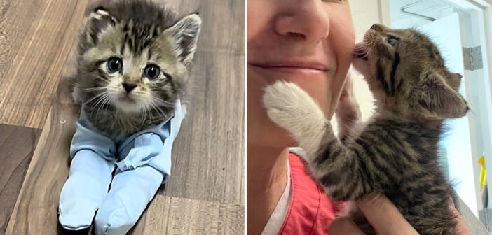 元気になった子猫