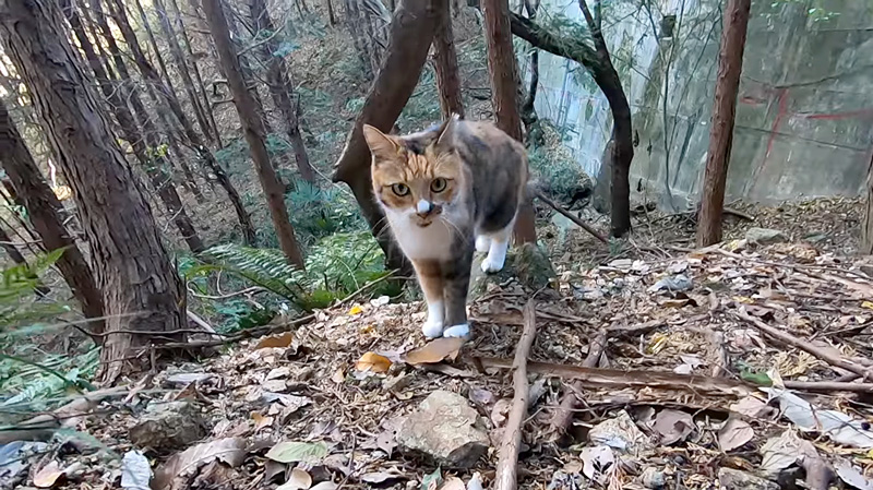 山を散歩する猫