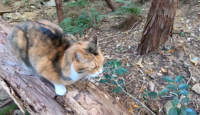 帰りたくない猫