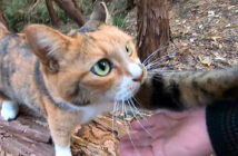 山に散歩に出かけた猫