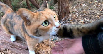 山に散歩に出かけた猫