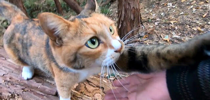 山に散歩に出かけた猫