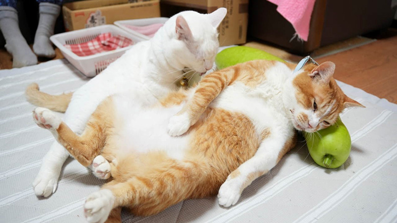 夕顔枕を楽しむ猫
