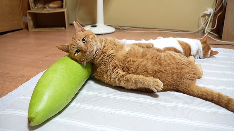 夕顔枕を楽しむ猫
