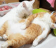 夕顔枕を楽しむ猫