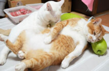 夕顔枕を楽しむ猫