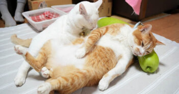 夕顔枕が気持ち良くて、人間のようにくつろいじゃう猫達。その無防備なヘソ天姿が最高に可愛くて、自然と心がポカポカに 夕顔枕を楽しむ猫