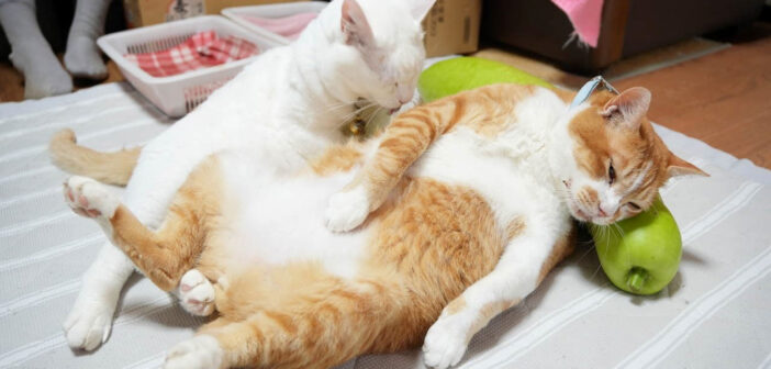 夕顔枕を楽しむ猫