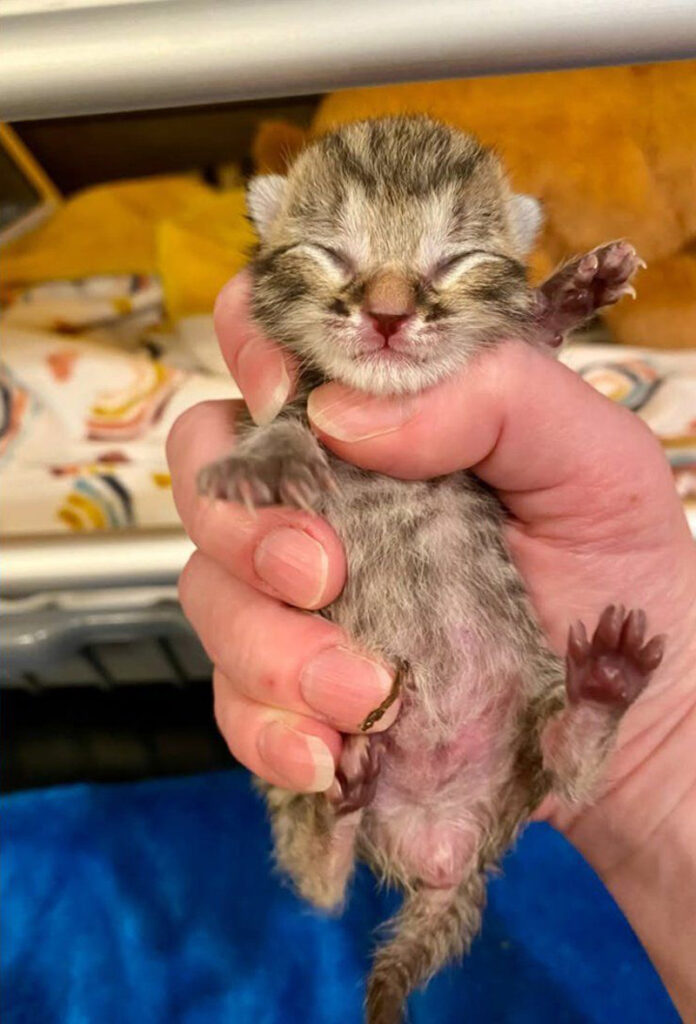 生まれたばかりの子猫