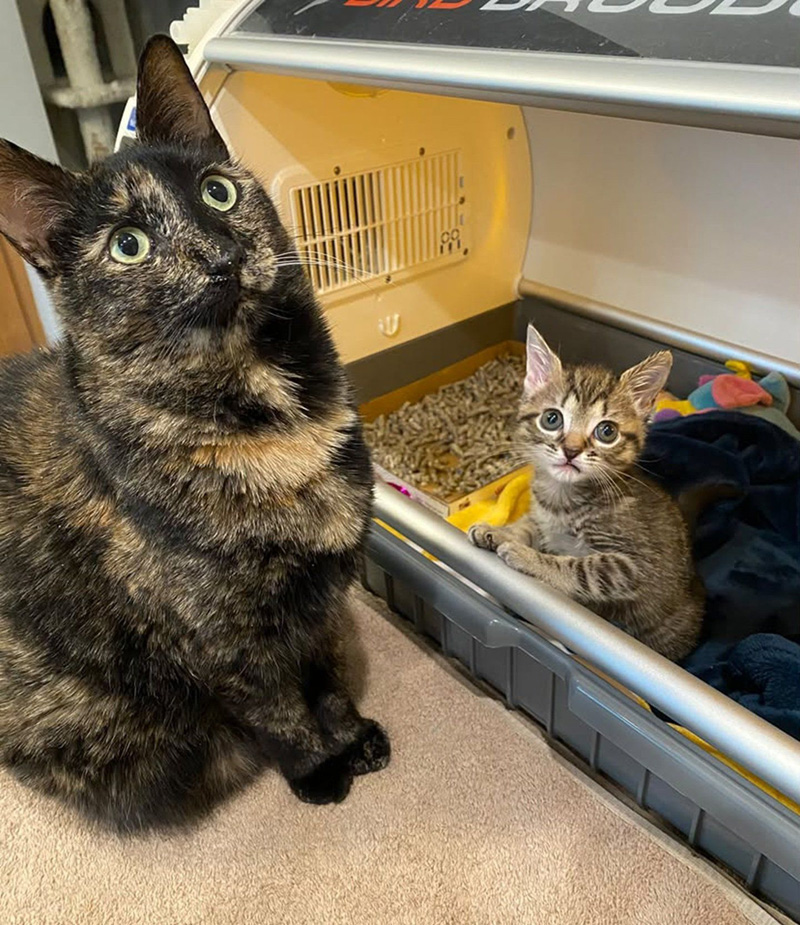 優しい先住猫と一緒の子猫
