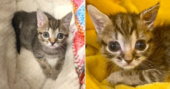 何とか命を繋いだ保護子猫
