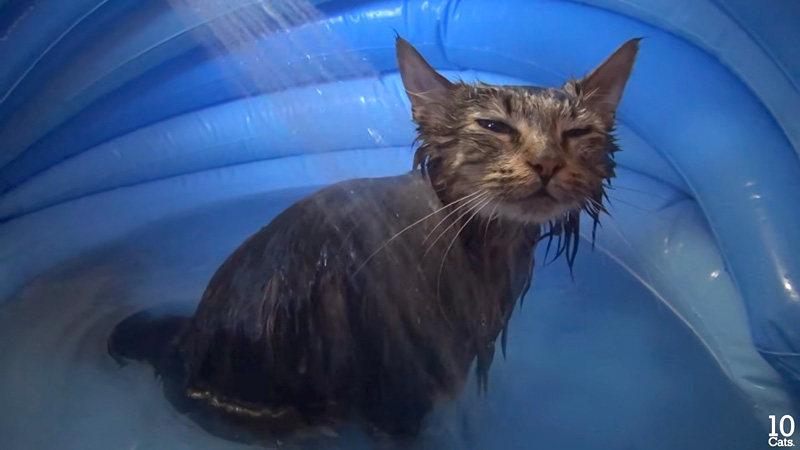 お風呂を楽しむ猫