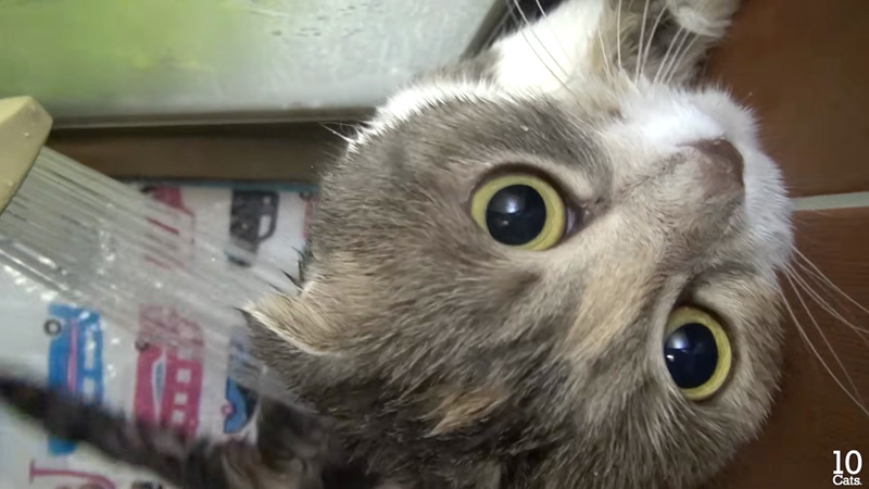 お風呂にドキドキの猫