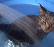 お風呂を楽しむ猫