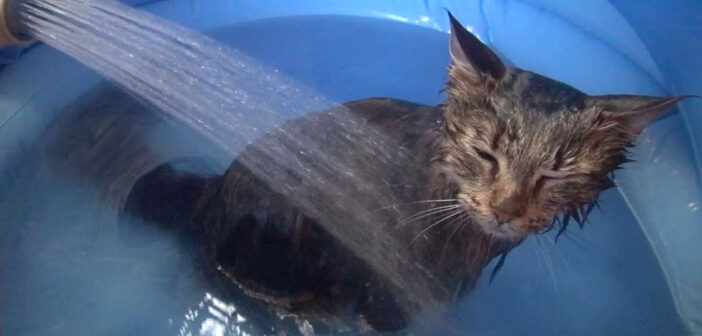 お風呂を楽しむ猫