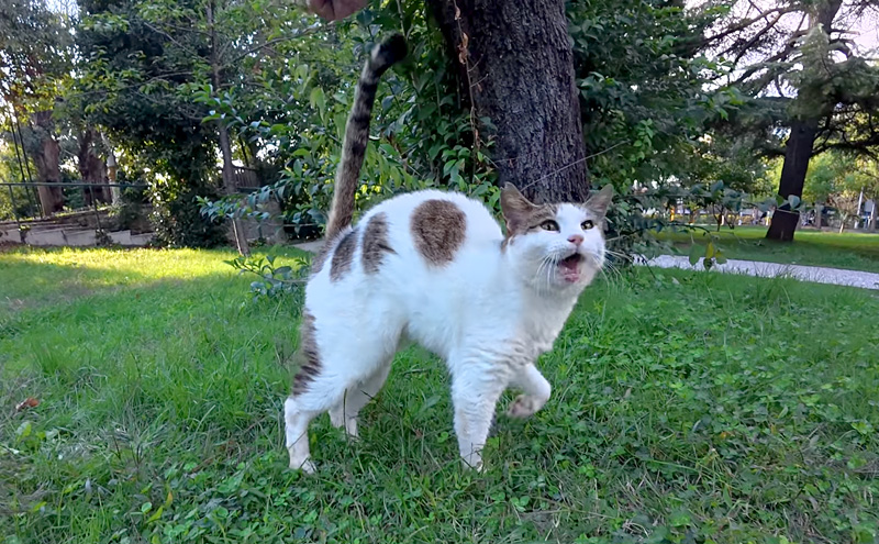 嬉しそうに近づくてくる猫