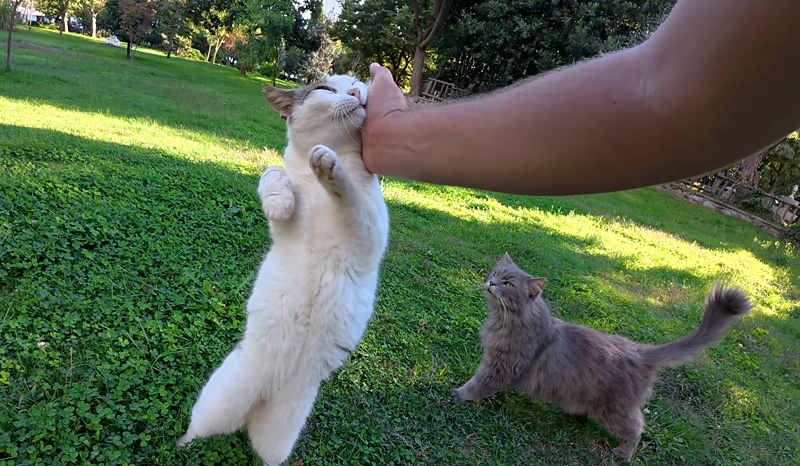 大歓迎する猫