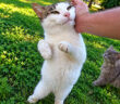 大歓迎する猫