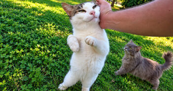 大歓迎する猫