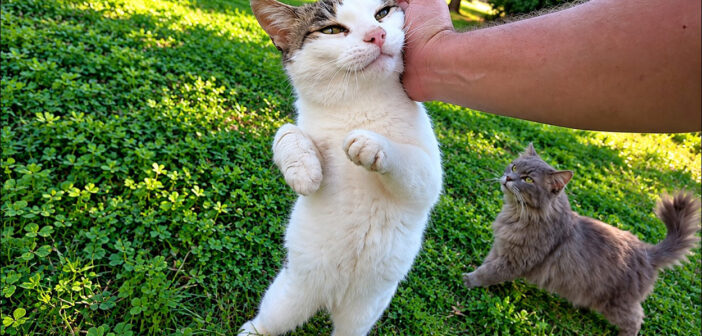 6年前に知り合った野良猫。数秒前まで眠っていたのに… 大好きな男性の気配に気づいた瞬間に一変する様子が可愛い♪
