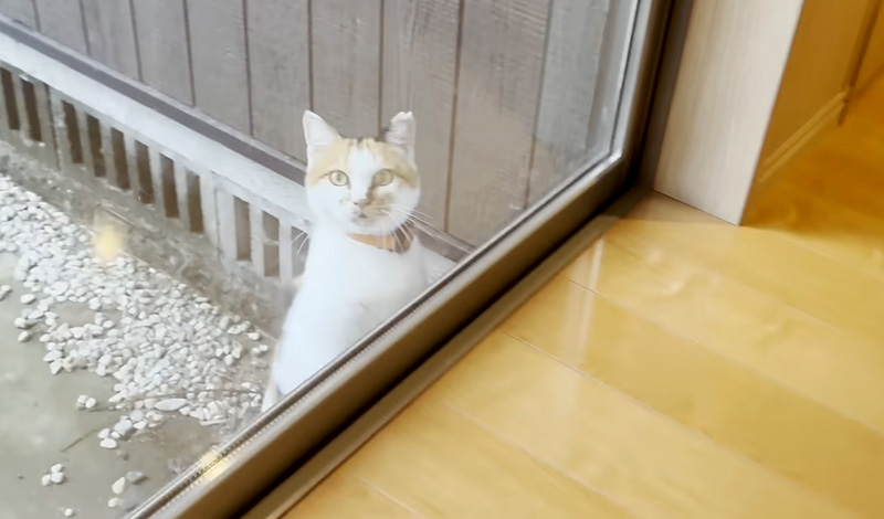 窓の外に現れた庭猫