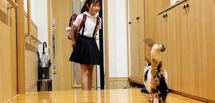 女の子をお出迎えする庭猫