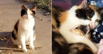 猫と子猫