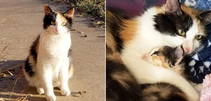 猫と子猫
