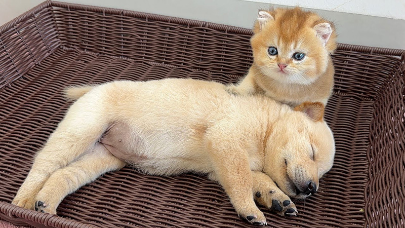 起きない子犬を心配する子猫
